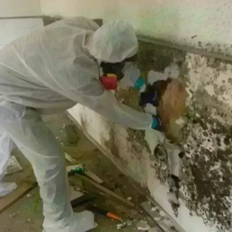 Mold Remediation and Removal in Greenfield, NH